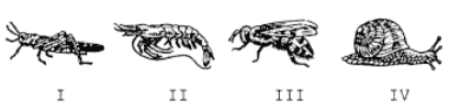 quatro invertebrados esquema