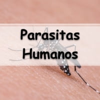 atividades respondidas de parasitologia sobre os Parasitas Humanos