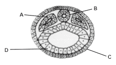 esquema de um corte transversal de um embrião de cordado