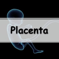 Simulado com atividades sobre o que é a placenta
