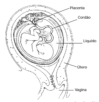esquema placenta humana funções