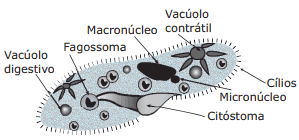 estrutura protozoário ciliado de vida livre do gênero Paramecium