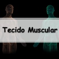 Simulado sobre Tecido Muscular com gabarito para enem e vestibular