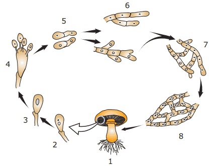 ciclo reprodutivo e crescimento dos fungos