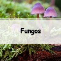 Simulado sobre fungos com gabarito para ensino fundamental e médio
