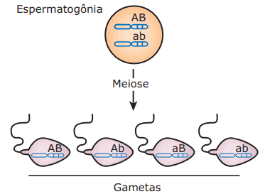 espermatogônia, meiose, linkage e gametas