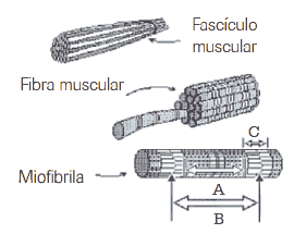fascículo muscular, fibra muscular e miofibrila