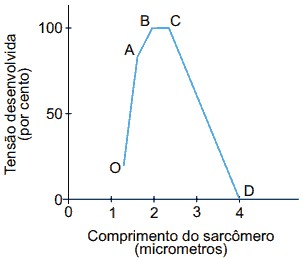 gráfico comprimento sarcômero exercício