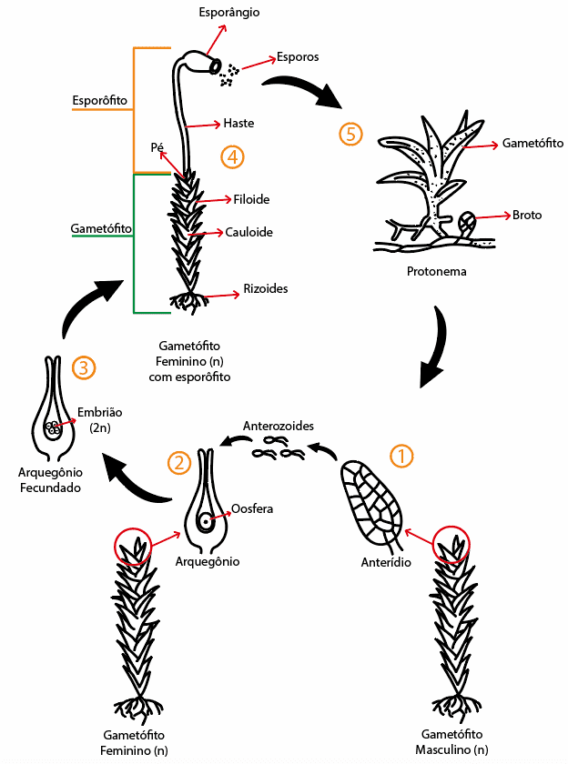 Ciclo de vida e reprodutivo das briófitas