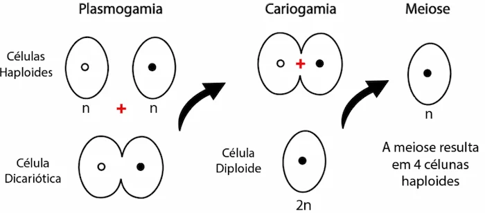 reprodução sexuada nos fungos: plasmogamia, cariogamia e meiose