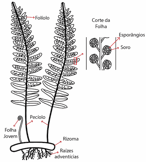 samambaia - anatomia das pteridófitas
