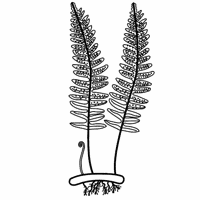 Resumo sobre as plantas pteridófitas