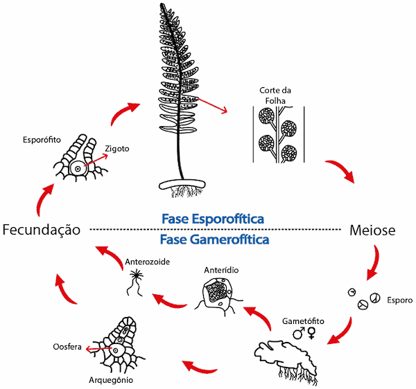 Ciclo de vida e reprodutivo das pteridófitas - Fase esporofítica e gametofítica