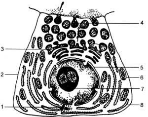 modelo de célula com alguns de seus componentes numerados de 1 a 8