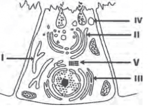 representação das estruturas de uma célula