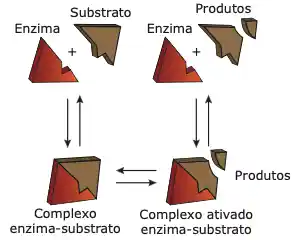 enzima + substrato = complexo