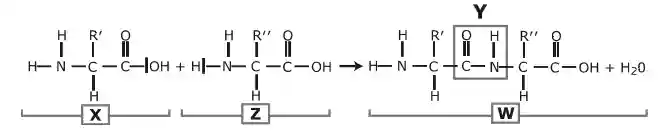 esquema de ligações químicas