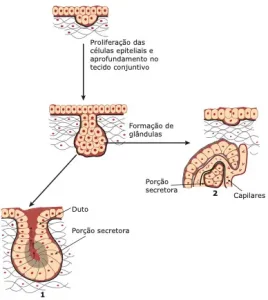 esquema origem das glândulas dos tecidos epiteliais