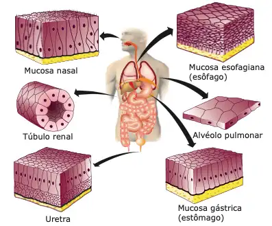 tipos de tecidos epiteliais humanos