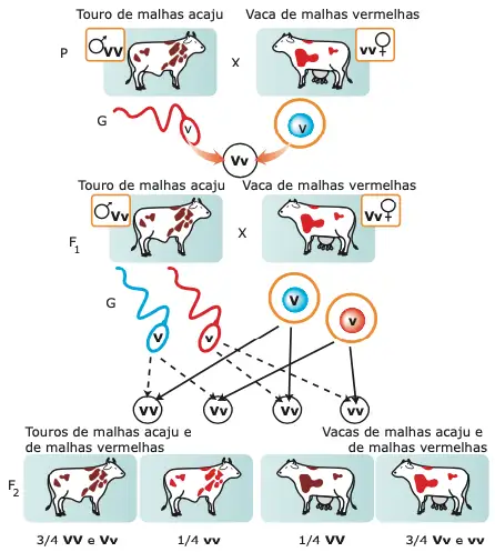 genética do cruzamento de vacas malhadas