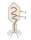 esquema de um bacteriófago 