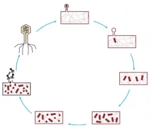 ciclo de vida dos vírus