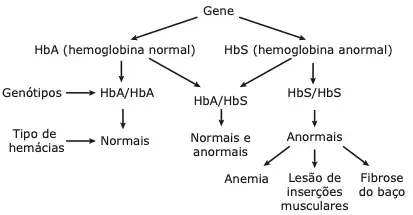 esquema de cruzamento dos genes hemoglobina