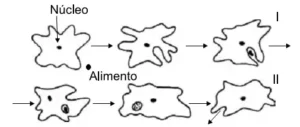 ameba em diferentes etapas da sua alimentação