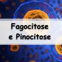 lista com 10 exercícios sobre fagocitose e pinocitose para passar no enem
