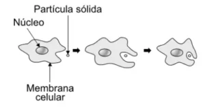 organismo unicelular eucarioto durante o processo de alimentação