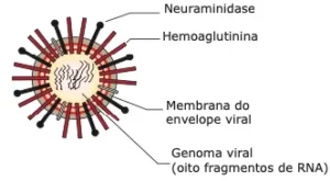 H1N1 características