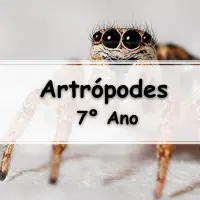 atividades e Exercícios sobre Artrópodes para o 7 Ano do ensino fundamental com gabarito