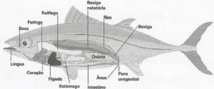 estruturas do sistema digestório dos peixes