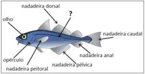 linha lateral dos peixes