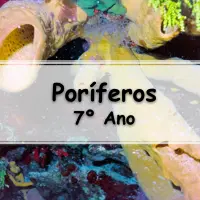 lista de atividades e exercícios sobre Exercícios sobre Poríferos para o 7° Ano do ensino fundamental com gabarito