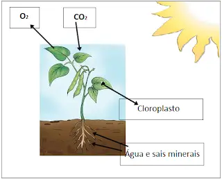 fotossíntese, o2, co2, sol,  planta, cloroplasto