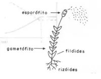 esquema de uma briofita completa