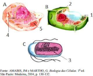 célula animal, vegetal e bacteriana exercícios