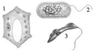 célula vegetal, protozoário e bacteriana