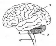 cérebro sistema nervoso atividades