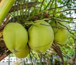 semente do coco da bahia