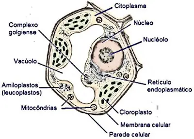 corte celular e organelas