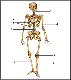 ossos do corpo humano exercícios