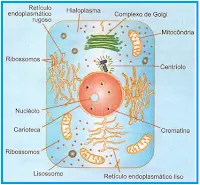 células e suas organoides