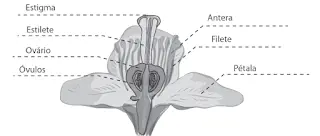 estruturas de uma flor exercícios