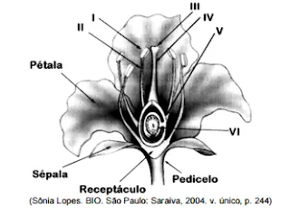 estruturas de uma flor exercícios