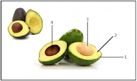 características das partes de um abacate