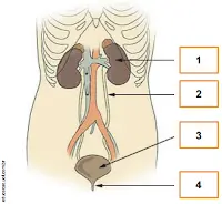 exercícios sobre os órgãos do sistema urinário
