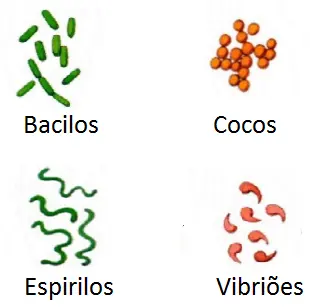 algumas formas das bactérias. Bacilos, cocos, espirilos e vibriões.