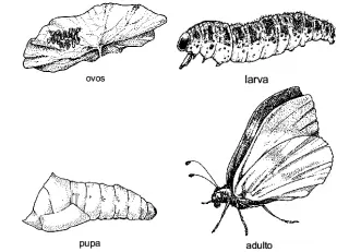 metamorfose dos insetos: ovos, larva, pupa e adulto